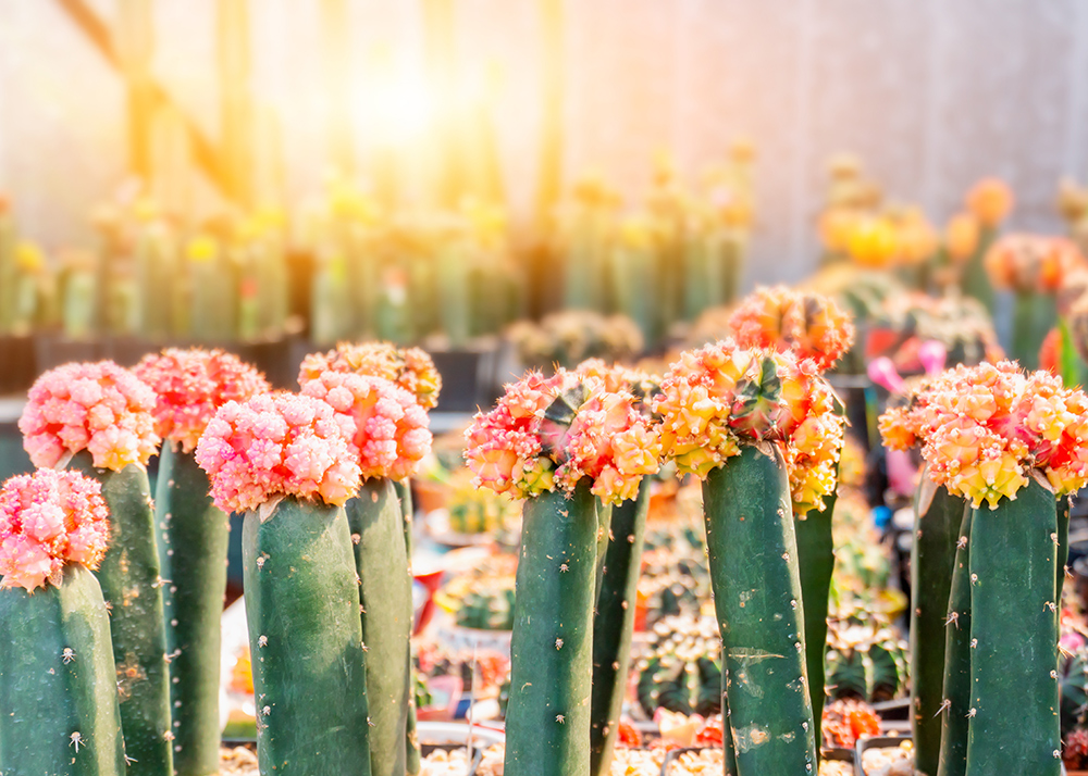blooming cacti